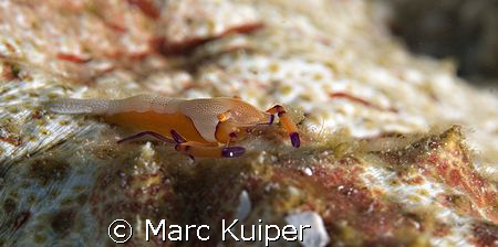 imperial partnershrimp on the belly of a seacucumber. by Marc Kuiper 